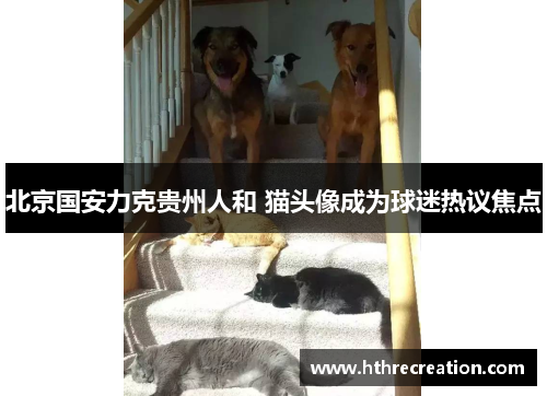 北京国安力克贵州人和 猫头像成为球迷热议焦点